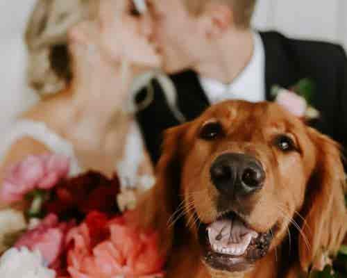 dogs at weddings 3 dogs at weddings 3